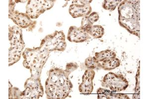 Immunoperoxidase of purified MaxPab antibody to ITPK1 on formalin-fixed paraffin-embedded human placenta. (ITPK1 antibody  (AA 1-314))