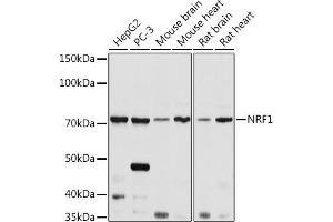 Western blot analysis of extracts of various cell lines, using NRF1 antibody (ABIN6128358, ABIN6144851, ABIN6144853 and ABIN6221193) at 1:1000 dilution. (NRF1 antibody  (AA 240-449))