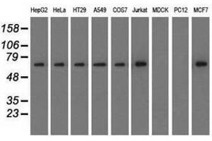 Image no. 2 for anti-Sorting Nexin 9 (SNX9) antibody (ABIN1501049)