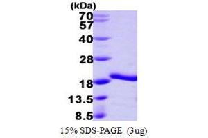 SDS-PAGE (SDS) image for gamma-Glutamylamine Cyclotransferase (GGACT) (AA 1-153) protein (His tag) (ABIN7279361)