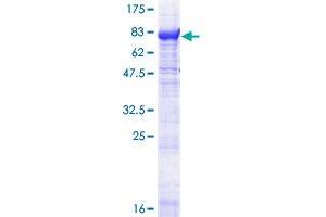 PDE1A Protein (AA 1-545) (GST tag)