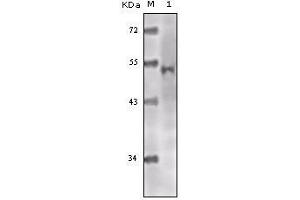 Western blot analysis using Tip60 mouse mAb against truncated Tip60 recombinant protein. (KAT5 antibody)