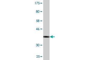 Western Blot detection against Immunogen (37. (SPAG4 antibody  (AA 221-330))