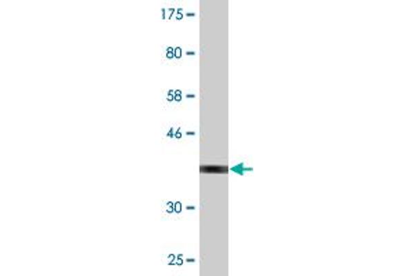 SPAG4 antibody  (AA 221-330)