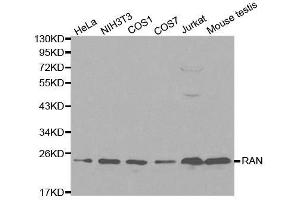 Western blot analysis of extracts of various cell lines, using RAN antibody. (RAN antibody  (AA 1-216))