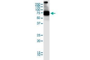 SCML4 monoclonal antibody (M01), clone 2G12. (SCML4 antibody  (AA 1-305))