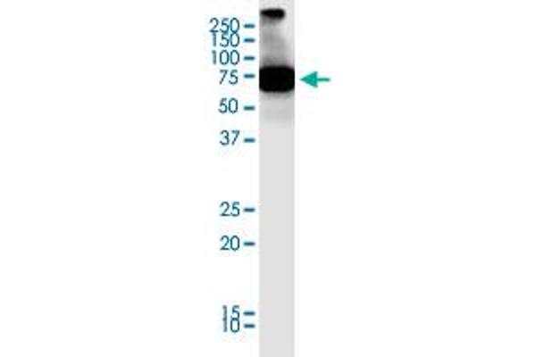 SCML4 anticorps  (AA 1-305)