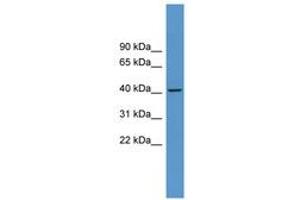 Image no. 1 for anti-Adenosine A1 Receptor (ADORA1) (AA 189-238) antibody (ABIN6746719) (ADORA1 antibody  (AA 189-238))