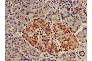 Immunohistochemistry of paraffin-embedded human pancreatic tissue using ABIN7161815 at dilution of 1:100 (NUP17 (AA 1-66) antibody)
