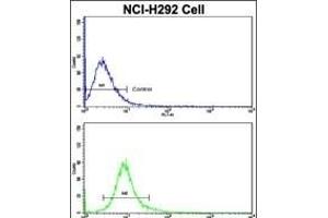 Flow cytometric analysis of NCI- cells using CUL5 Antibody (C-term)(bottom histogram) compared to a negative control cell (top histogram). (Cullin 5 antibody  (C-Term))