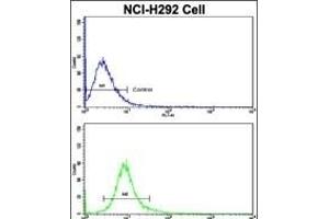 Flow cytometric analysis of NCI- cells using CUL5 Antibody (C-term)(bottom histogram) compared to a negative control cell (top histogram).