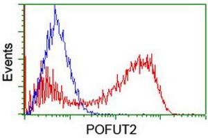 Image no. 2 for anti-Protein O-Fucosyltransferase 2 (POFUT2) antibody (ABIN1500325)
