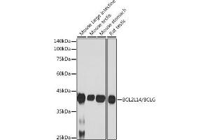 Western blot analysis of extracts of various cell lines, using BCL2L14/BCL2L14/BCLG antibody (ABIN7265865) at 1:1000 dilution. (BCL2L14 antibody)