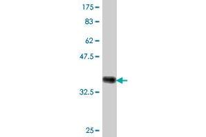 Western Blot detection against Immunogen (36. (TSC22D3 antibody  (AA 1-97))