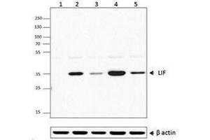 Flow Cytometry (FACS) image for anti-Leukemia Inhibitory Factor (LIF) antibody (ABIN2665228) (LIF antibody)