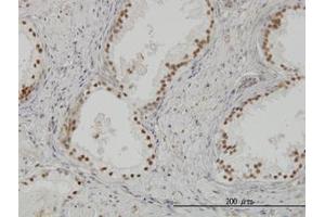 Image no. 3 for anti-CLK3 (CLK3) (AA 36-136) antibody (ABIN598616) (CLK3 antibody  (AA 36-136))