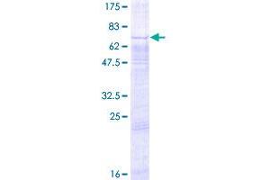 GPR34 Protein (AA 1-381) (GST tag)