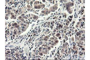 Image no. 1 for anti-NIF3 NGG1 Interacting Factor 3-Like 1 (NIF3L1) antibody (ABIN1496618) (NIF3L1 antibody)