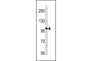 ESCO1 Antibody (C-term) (ABIN1881316 and ABIN2843281) western blot analysis in 293 cell line lysates (35 μg/lane). (ESCO1 antibody  (C-Term))