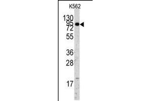 Western blot analysis of anti-EIF4B Antibody Pab in K562 cell line lysates (35ug/lane). (EIF4B antibody  (C-Term))