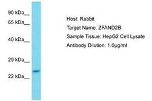 ZFAND2B Antikörper  (AA 80-129)