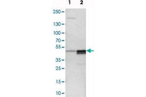 Western blot analysis of cell lysates with PAWR polyclonal antibody  at 1:250-1:500 dilution.