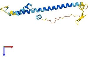 AlphaFold protein structure predicition of Mouse Recombinant Fam167b Protein, UniprotID P17257