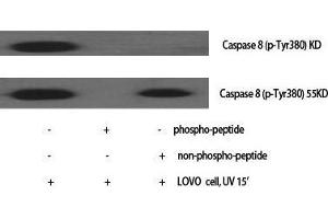 Western Blot (WB) analysis of specific cells using Caspase-8 Polyclonal Antibody. (Caspase 8 antibody  (Ser2))