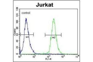 Flow cytometric analysis of Jurkat cells using POTEB Antibody (C-term) Cat. (POTEB antibody  (C-Term))