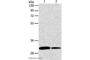Western blot analysis of NIH/3T3 and A172 cell, using ATG5 Polyclonal Antibody at dilution of 1:475 (ATG5 antibody)