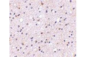 Immunohistochemistry of CAPS1 in human brain with CAPS1 antibody at 5 μg/ml.