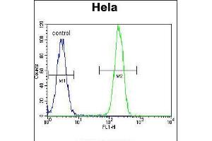 Flow cytometric analysis of Hela cells (right histogram) compared to a negative control cell (left histogram). (NPM1 antibody  (C-Term))