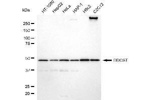 Western blotting analysis using DDOST antibody (ABIN7798384). (DDOST antibody)