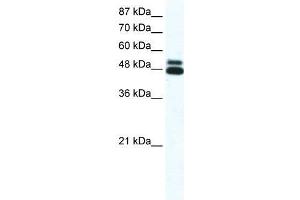 CHRNB2 antibody (70R-10541) used at 2. (CHRNB2 antibody  (N-Term))
