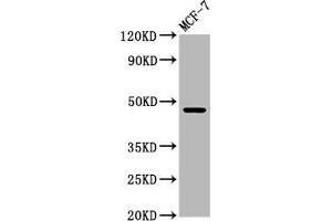 Western Blot Positive WB detected in: MCF-7 whole cell lysate All lanes: WDFY2 antibody at 5. (WDFY2 antibody  (AA 2-114))