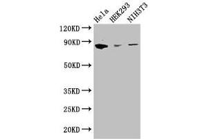 Western Blot Positive WB detected in: Hela whole cell lysate, HEK293 whole cell lysate, NIH/3T3 whole cell lysate All lanes: CHGB antibody at 2. (CHGB antibody  (AA 328-677))