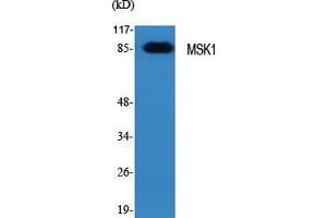 Western Blot (WB) analysis of specific cells using MSK1 Polyclonal Antibody. (MSK1 antibody  (Tyr449))