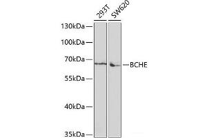 Western blot analysis of extracts of various cell lines using BCHE Polyclonal Antibody at dilution of 1:1000.