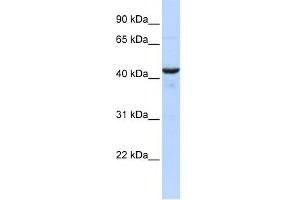 WB Suggested Anti-RNH1 Antibody Titration: 0. (RNH1 antibody  (Middle Region))