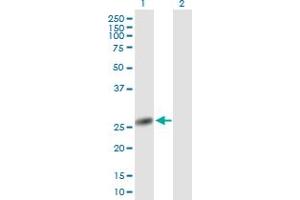 NANP antibody  (AA 1-248)