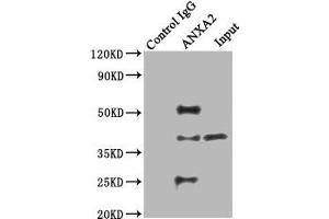 Immunoprecipitating ANXA2 in Hela whole cell lysate Lane 1: Rabbit control IgG instead of ABIN7144268 in Hela whole cell lysate. (Annexin A2 antibody  (AA 2-339))