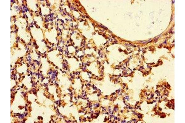 TTLL8 antibody  (AA 671-822)