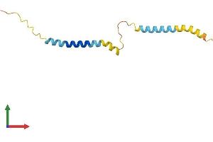 AlphaFold protein structure predicition of Human Recombinant SMIM19 Protein, UniprotID Q96E16