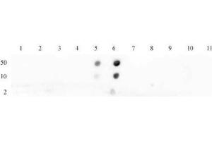 Histone H4K16ac antibody (pAb) tested by dot blot analysis.