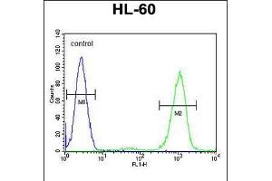 Flow cytometric analysis of HL-60 cells (right histogram) compared to a negative control cell (left histogram). (ADA antibody  (C-Term))