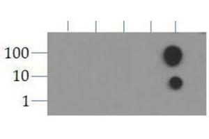 Dot Blot of Rabbit Histone H3 [ac Lys9] Antibody. (Histone 3 antibody  (H3K9ac))
