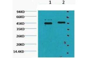 Western Blot (WB) analysis of HeLa, diluted at 1) 1:2000, 2) 1:5000.
