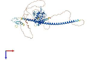 RUN and FYVE Domain Containing 4 (RUFY4) (AA 1-563) protein (His tag)