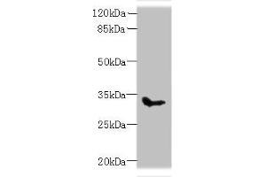 Western blot All lanes: SLC25A51 antibody at 8 μg/mL + Mouse kidney tissue Secondary Goat polyclonal to rabbit IgG at 1/10000 dilution Predicted band size: 34 kDa Observed band size: 34 kDa (MCART1 antibody  (AA 1-35))