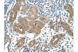 ACP1 antibody was used for immunohistochemistry at a concentration of 4-8 ug/ml to stain Epithelial cells of renal tubule (arrows) in Human Kidney. (ACP1 antibody  (N-Term))